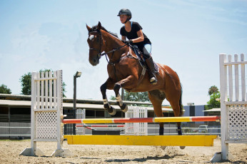 обоя спорт, конный спорт, прыжок, лошадь