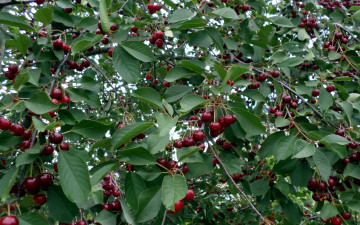 Картинка природа Ягоды вишня плоды