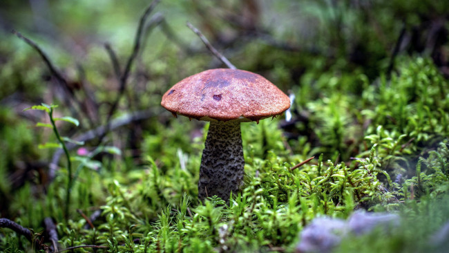 Обои картинки фото природа, грибы, подосиновик, осень, мох