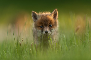 Картинка животные лисы лисёнок