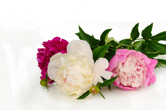 Обои картинки фото цветы, пионы, трио, розовый, белый