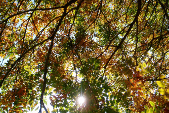 обоя природа, листья, осень, разноцветный, солнце
