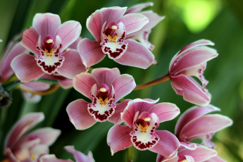 Картинка цветы орхидеи много розовый