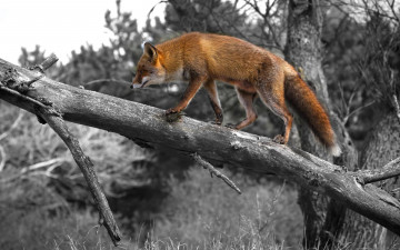 Картинка животные лисы рыжая дерево