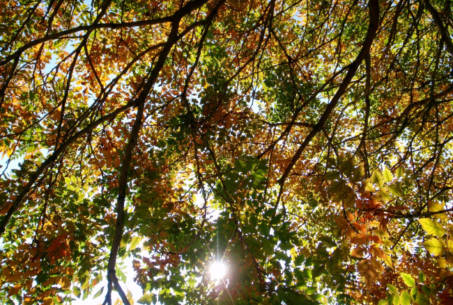 Обои картинки фото природа, листья, осень, разноцветный, солнце