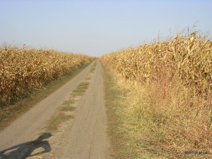 Картинка природа дороги дорога кукуруза поле