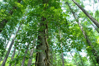 Картинка природа лес лето деревья листья