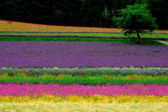 Картинка природа поля поле цветы