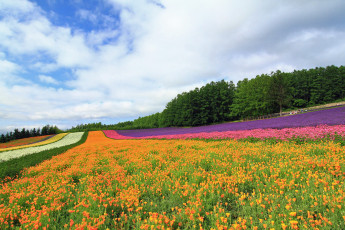 Картинка природа поля цветы поле
