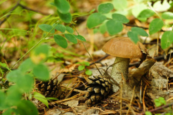 Картинка природа грибы подберезовик ветки листья шишка