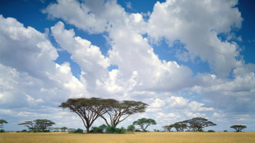 Картинка природа деревья небо облака саванна