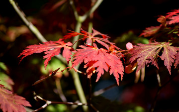 обоя japanese, maple, in, sun, природа, листья, ветки, красные