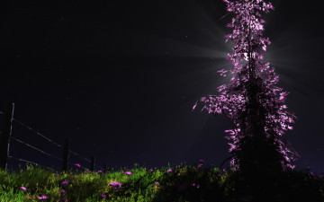 Картинка silent night разное компьютерный дизайн луна цветы ночь дерево