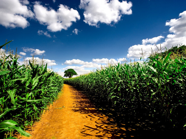 Обои картинки фото природа, дороги, кукуруза, облака, деревья, дорога, поле