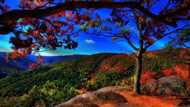 Обои картинки фото gorgeous, mountains, landscape, hdr, природа, пейзажи, краски, простор, дерево, горы, осень
