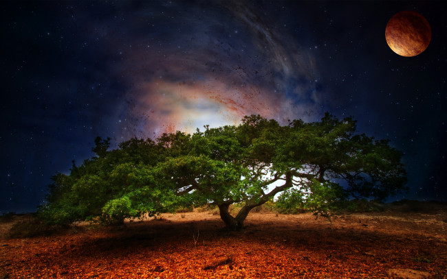 Обои картинки фото oak, tree, разное, компьютерный, дизайн, луна, дерево