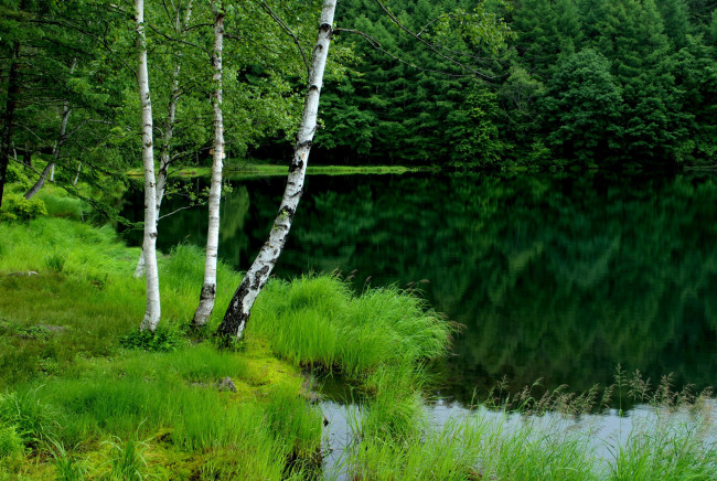 Обои картинки фото природа, реки, озера, березы
