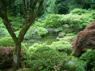 Картинка portland japanese garden орегон сша природа парк водоем мостик растения