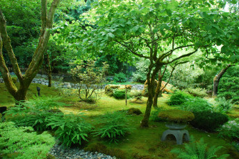 Картинка природа парк растения водоем