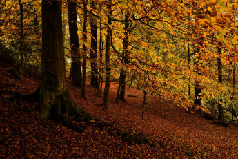Картинка природа лес осень листья деревья