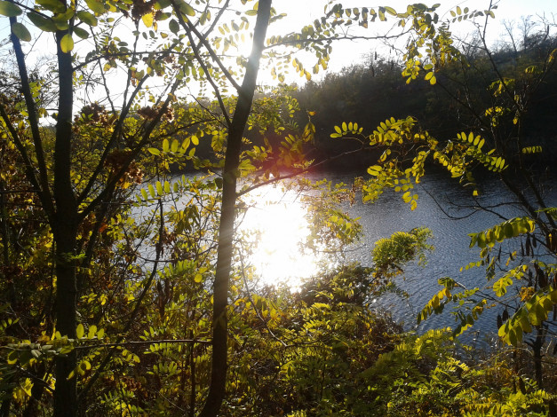 Обои картинки фото солнце, на, воде, природа, реки, озера, акация, вода
