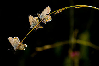 Картинка животные бабочки темный фон три колоски травинка