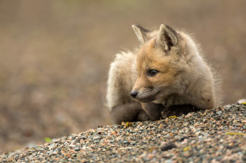 Картинка животные лисы лисенок рыжий лежит