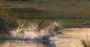 Картинка животные львы вода брызги хищник львица
