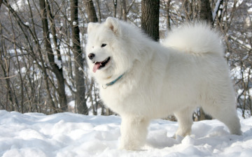 Картинка животные собаки белый собака язык samoyed самоед деревья снег