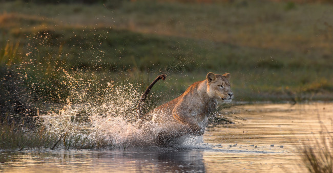 Обои картинки фото животные, львы, вода, брызги, хищник, львица