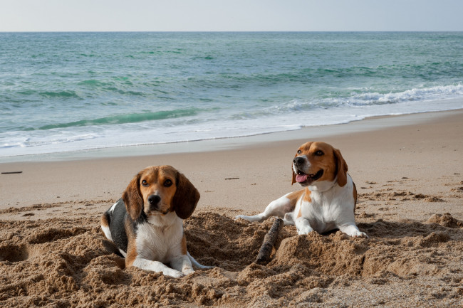 Обои картинки фото животные, собаки, пляж, песок