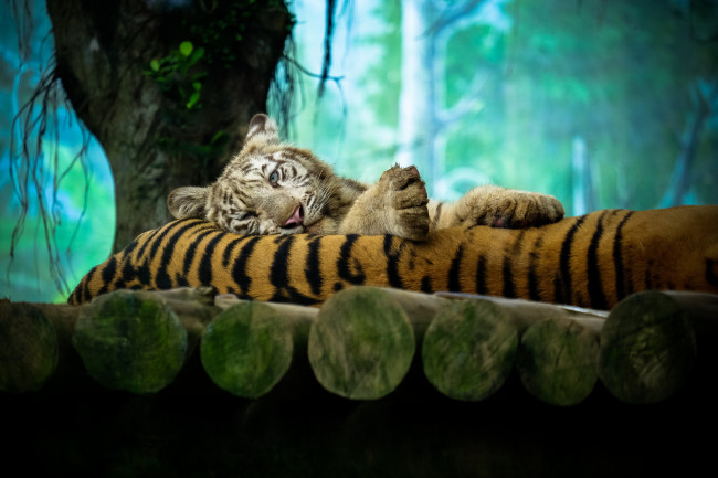 Обои картинки фото животные, тигры, отдых, дерево