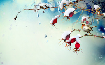 обоя рисованное, животные,  птицы, птичка, шиповник, ягоды, снег, ветки, капли, лёд