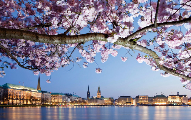 Обои картинки фото города, гамбург , германия, цветки, ветка, цветущее, дерево, дома, берег, река, hamburg