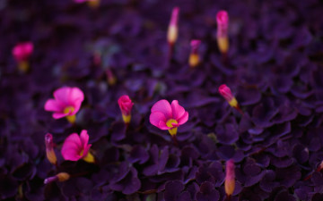 Картинка цветы примулы розовые бутоны листья фиолетовые