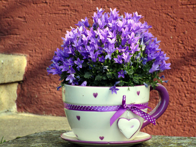 Обои картинки фото цветы, колокольчики, лиловый, ленточка, сердечко, блюдце, чашка
