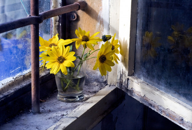 Обои картинки фото цветы, космея, окошко, желтые, стакан