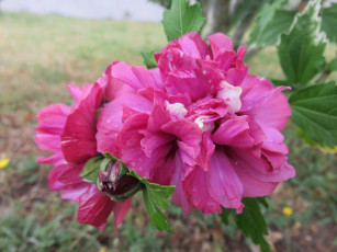 Картинка цветы пионы капли розовый листья ветка