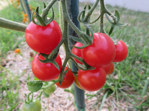 Картинка природа плоды гроздь помидоры огород спелый томаты