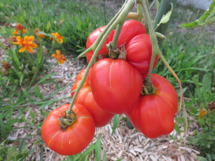 Картинка природа плоды созревание гроздь помидоры огород томаты