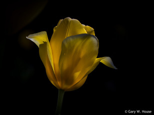 Картинка цветы тюльпаны жёлтый