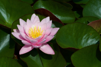 Картинка цветы лилии+водяные +нимфеи +кувшинки розовый вода листья водяная лилия