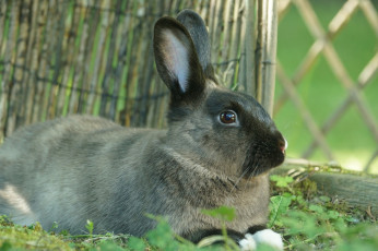обоя животные, кролики,  зайцы, забавный, трава, ушки, кролик