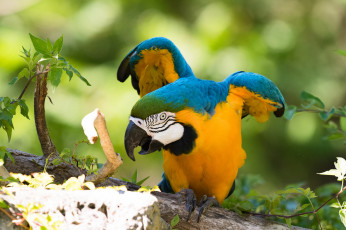 Картинка животные попугаи перья окрас клюв попугай