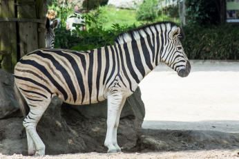 Картинка животные зебры черно-белый животное полоски зебра