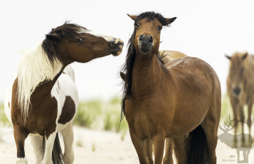 Картинка животные лошади лошадь окрас грива хвост