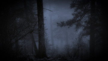 Картинка природа лес туман ночь