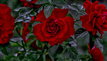 Картинка цветы розы blossoms leaves petals bud rose цветение листья лепестки бутон роза