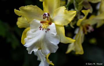 обоя цветы, орхидеи, жёлтая