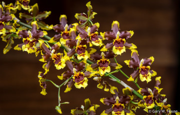обоя цветы, орхидеи, жёлтые